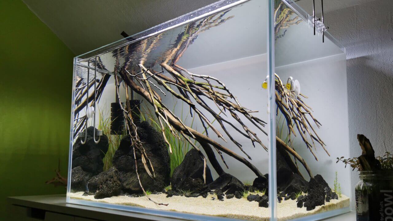 Schwach bepflanztes Aquascape mit Talawa-Holz
