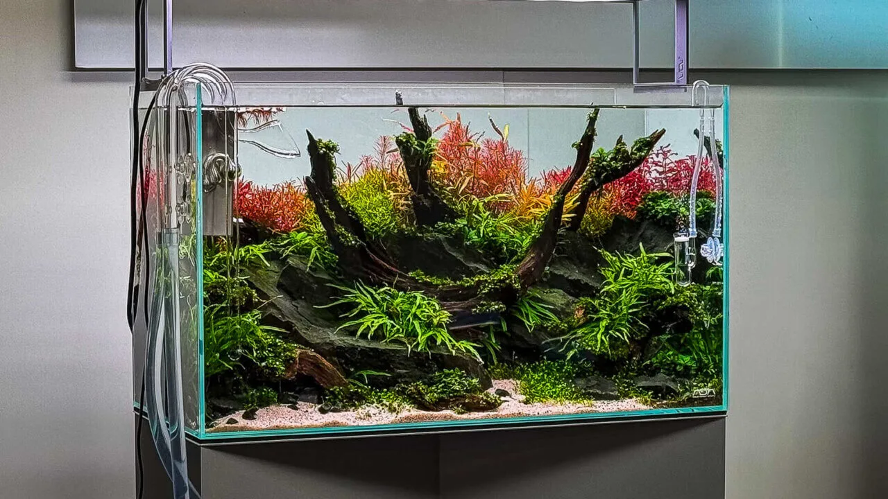 Aquariumpflanzen richtig dngen  Anleitung, Dnger & Zielwerte