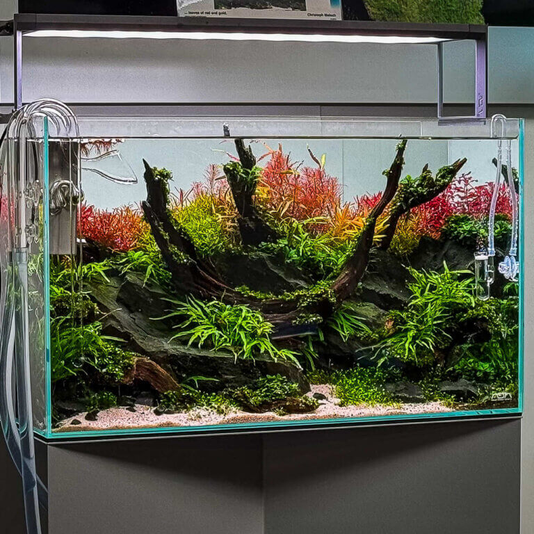 Stark bepflanztes Aquascape mit gesunden Aquariumpflanzen bei optimaler Düngung