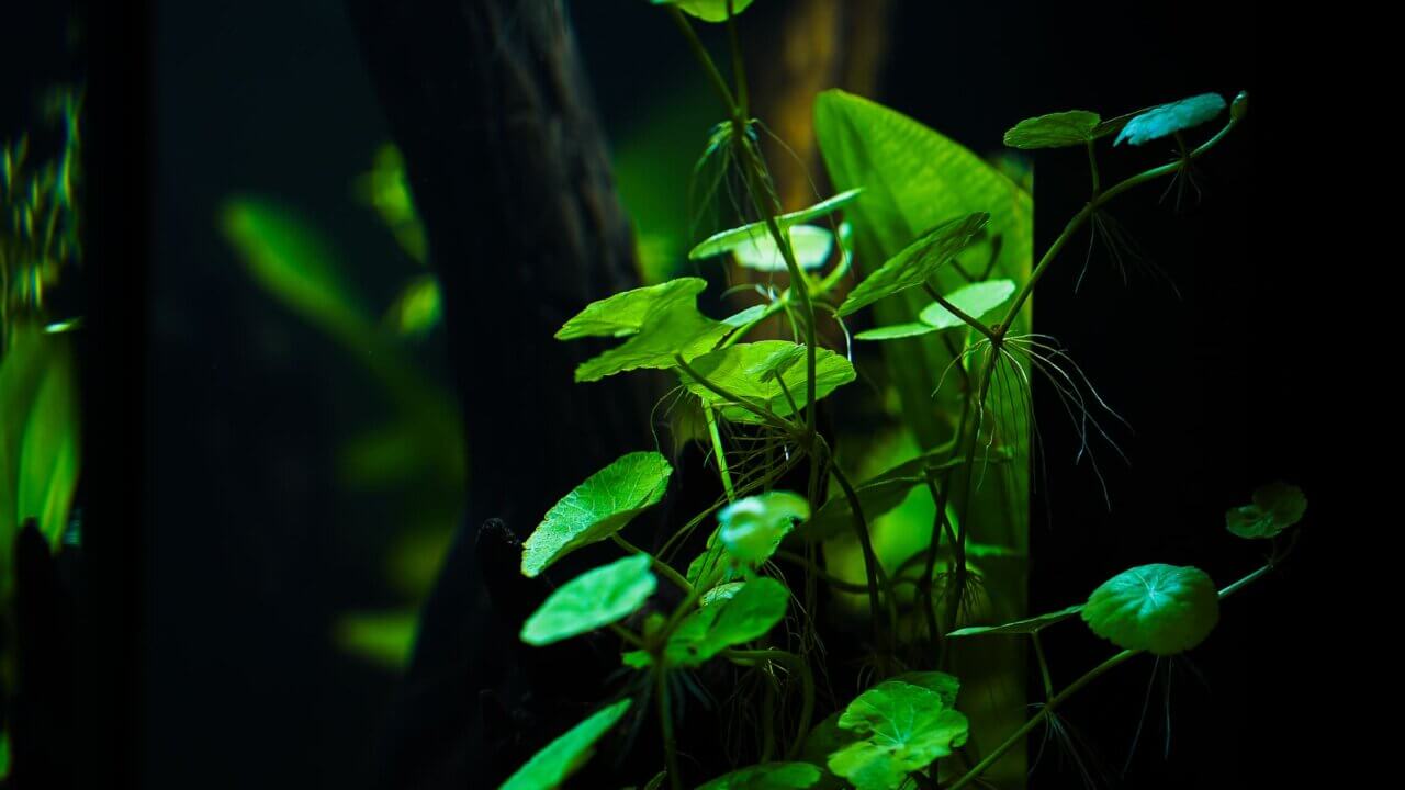 Brasilianischer Wassernabel im Aquarium dient als schnellwachsende Aquarienpflanze als guter Nährstoffkonkurrent zu Algen
