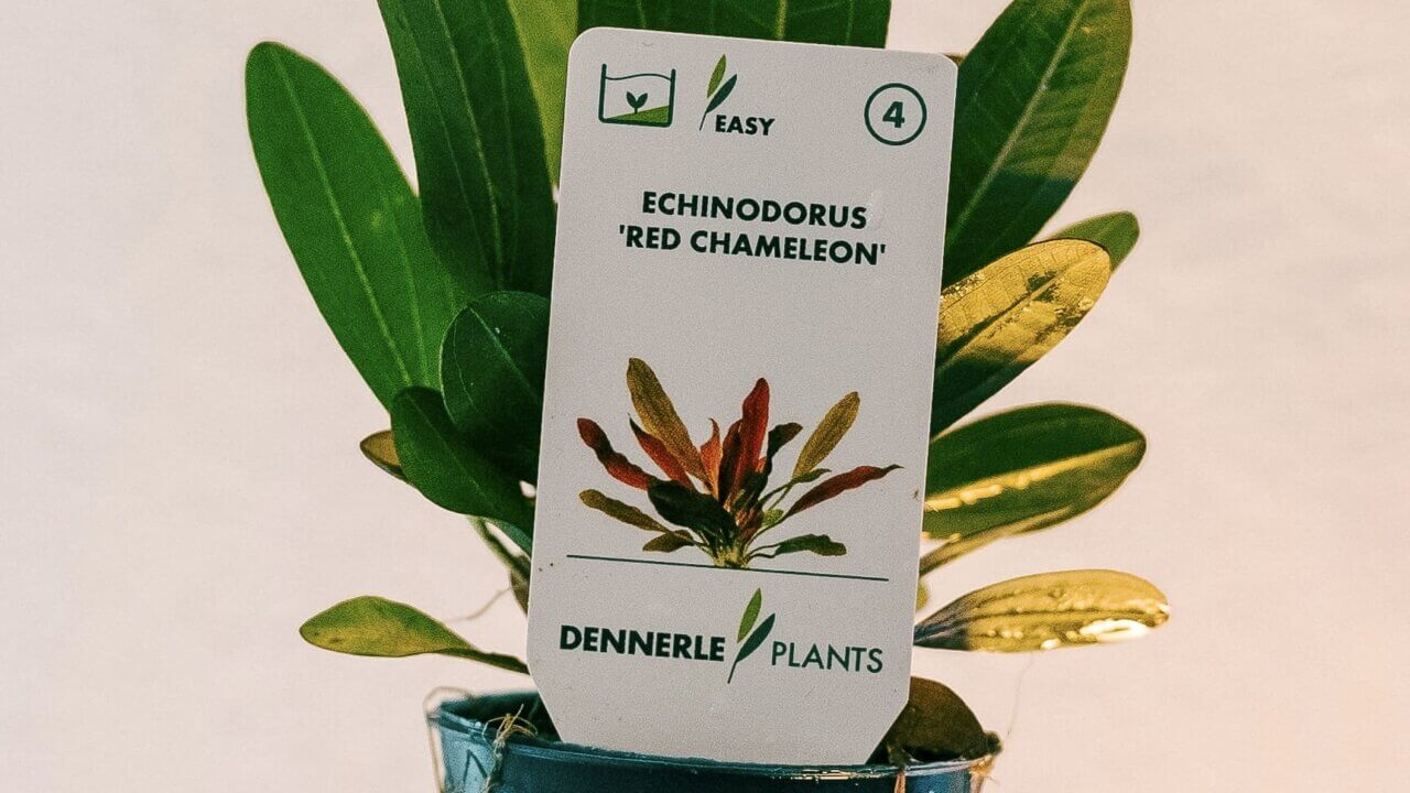 Echinodorus Schwertpflanze als typischer Wurzelzehrer im Aquarium