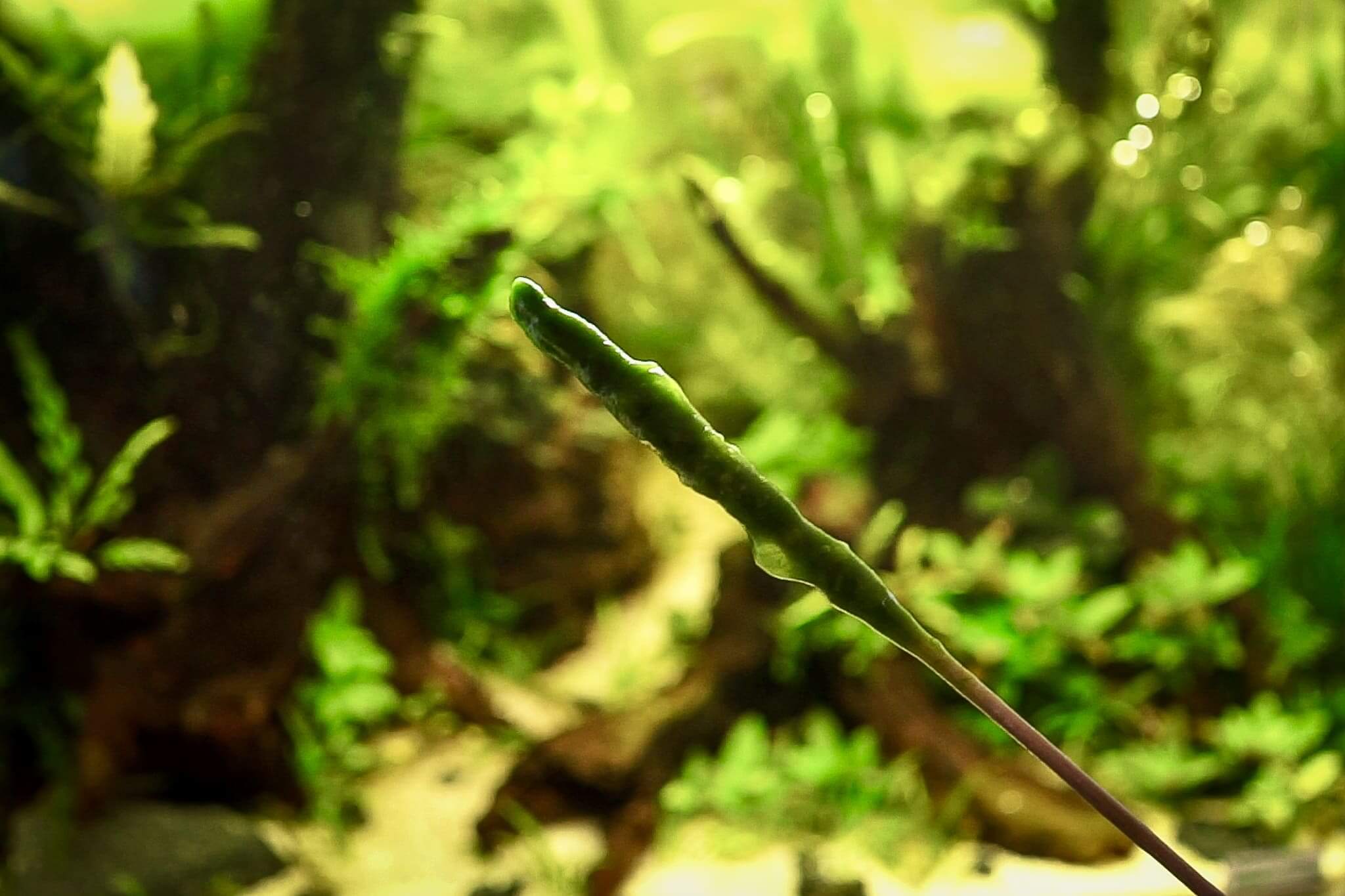 Aufgerollte Fadenalgen auf einem Holzstab nach manueller Entfernung im Aquarium als effektive Erstmaßnahme