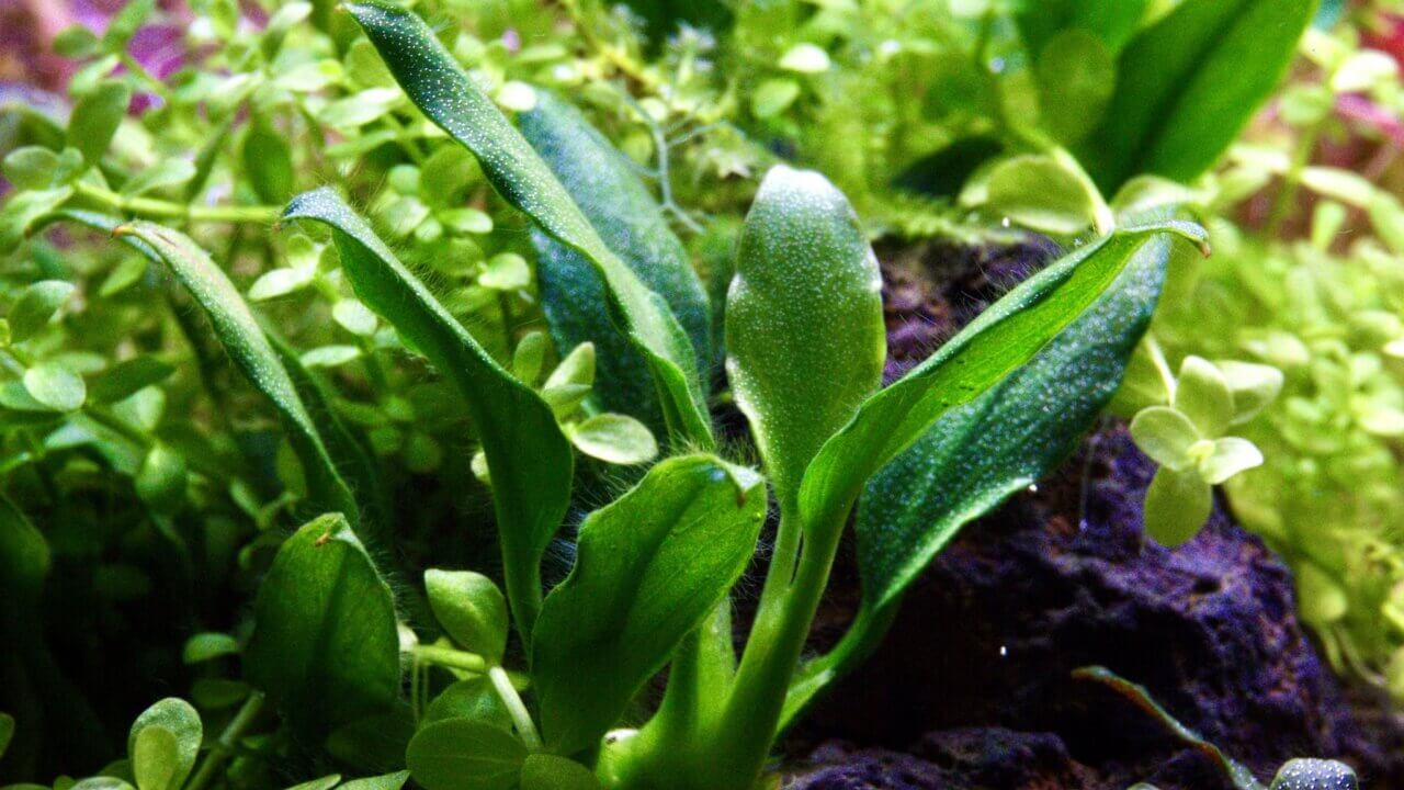 Fusselalgen auf einer Anubias im Aquarium