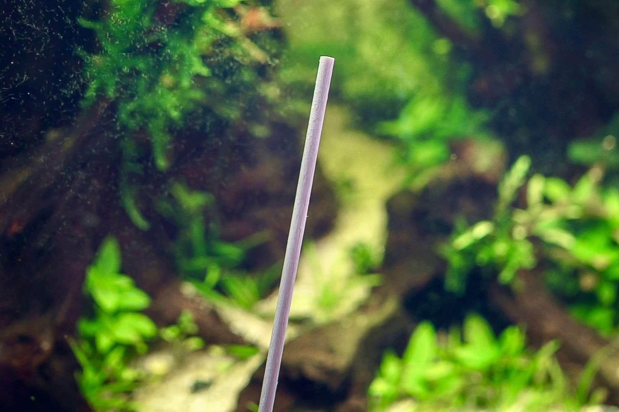 Holz-Schaschlikspieß zum einfachen manuellen entfernen von Fadenalgen im Aquarium