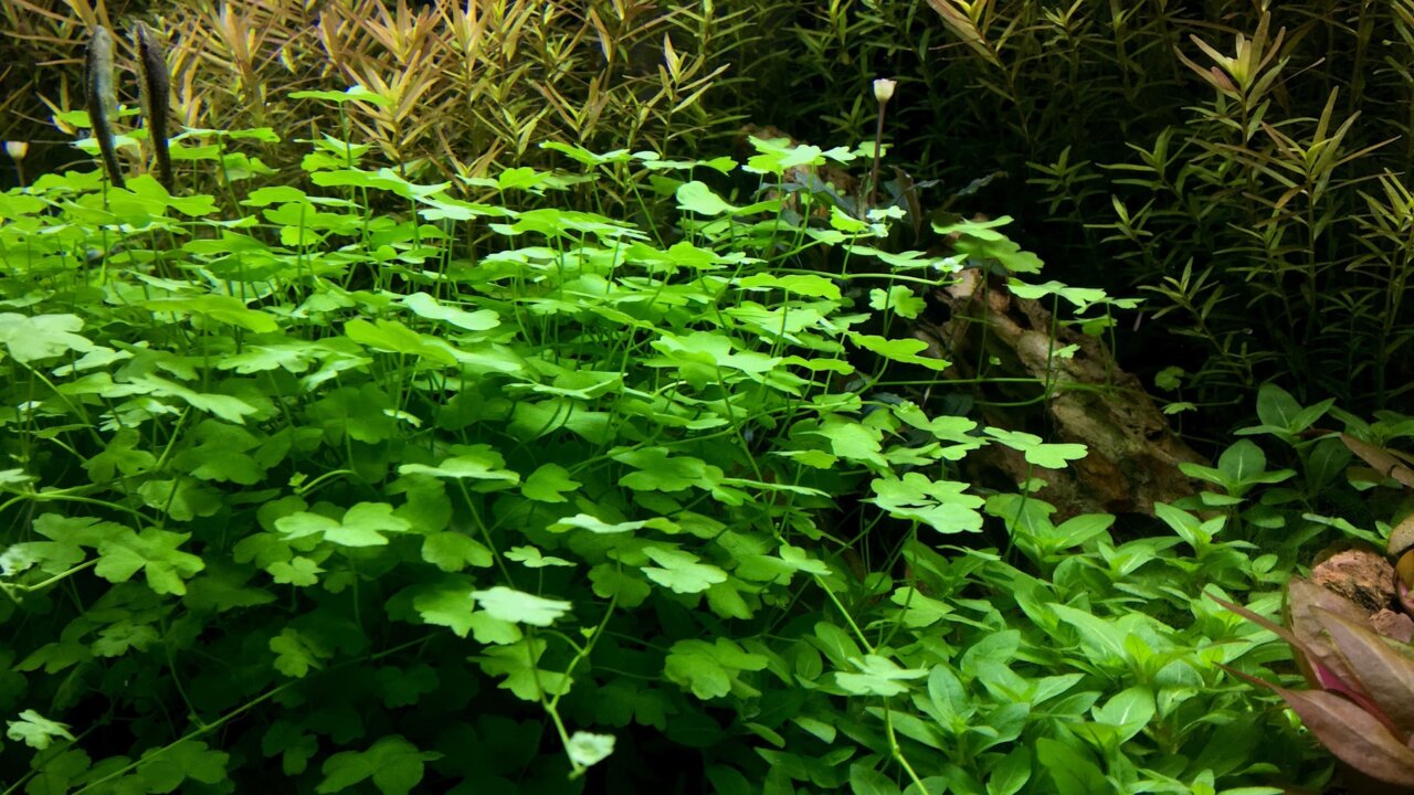 Hydrocotyle tripartita mini als Bodendecker im Aquarium mit dichtem, gesundem Wachstum
