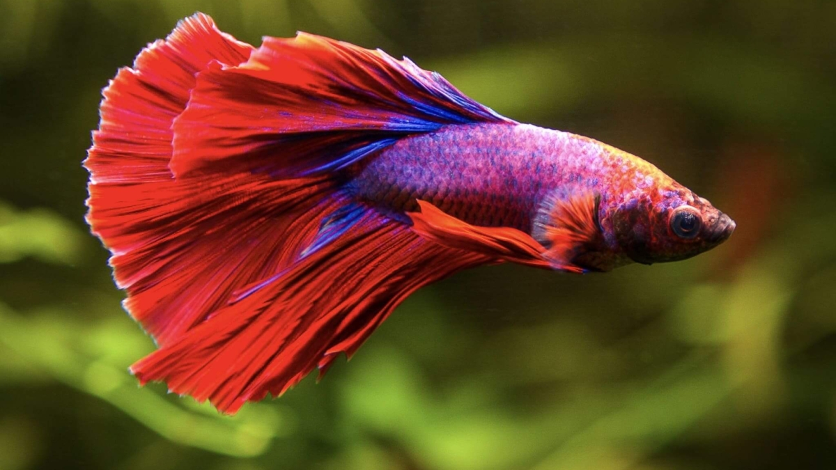 Roter Kampffisch (Betta splendens) schwimmt ruhig in einem bepflanzten Aquarium