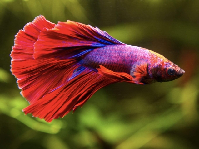 Roter Kampffisch (Betta splendens) schwimmt ruhig in einem bepflanzten Aquarium