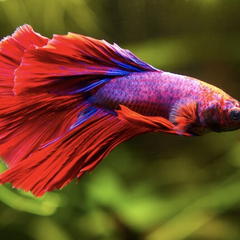 Roter Kampffisch (Betta splendens) schwimmt ruhig in einem bepflanzten Aquarium