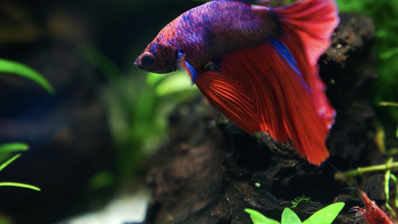 Kampffisch mit Garnele in einem dicht bepflanzten Aquarium mit Wurzel und Verstecken