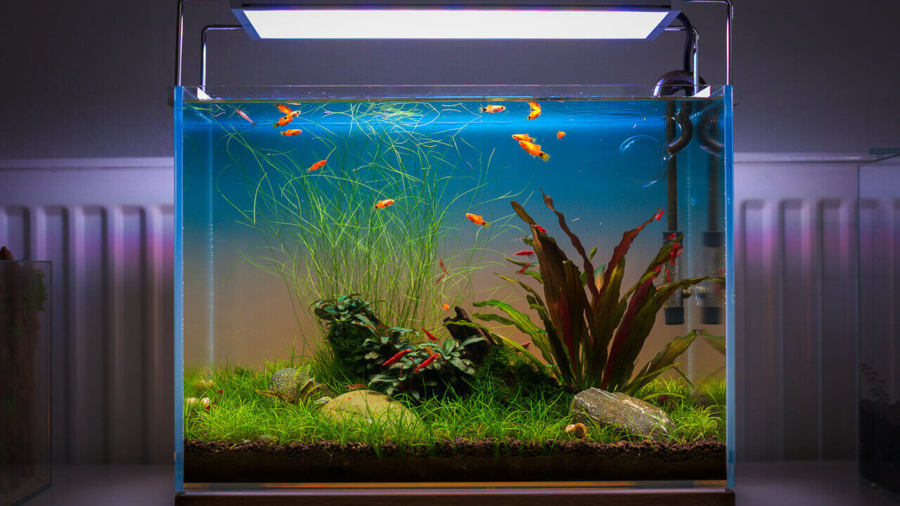Bepflanztes Nano-Aquarium mit Garnelen, kleinen Fischen und Filtertechnik