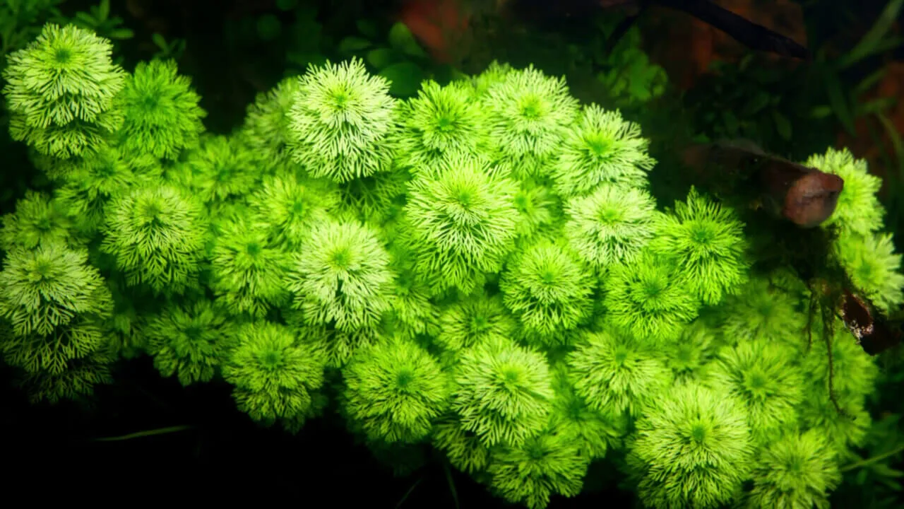 limettenbaum düngen Purgrün Bio-Zitronenbaum-Dünger 1 Liter main image 0
