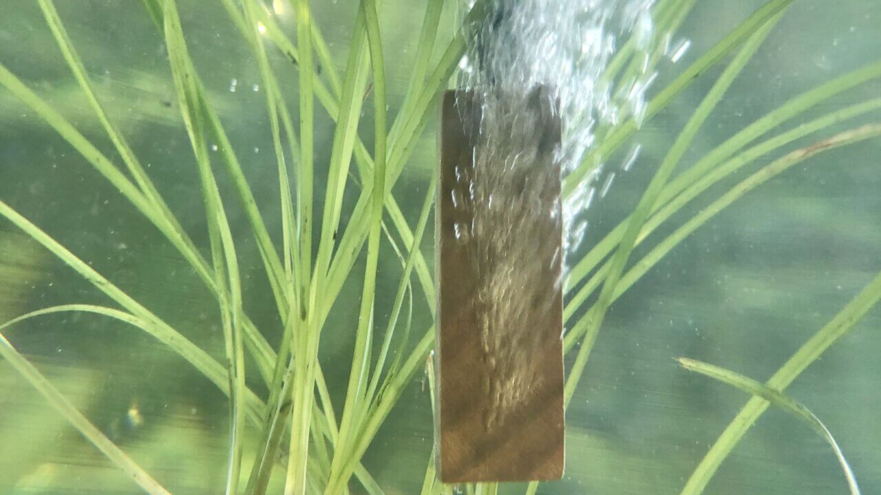 Lindenholzausströmer im Aquarium mit feinen Luftblasen zur Sauerstoffversorgung