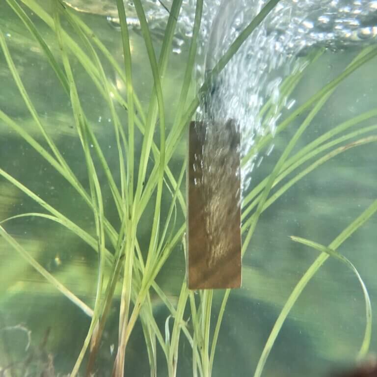 Lindenholzausströmer im Aquarium mit feinen Luftblasen zur Sauerstoffversorgung