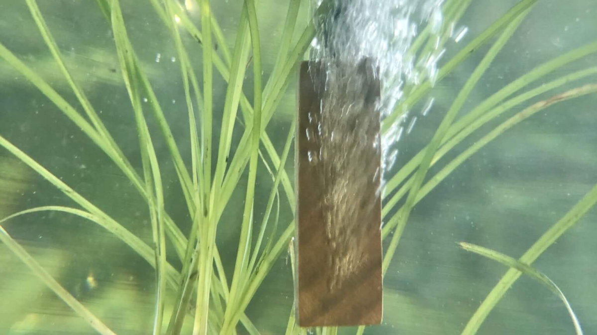 Lindenholzausströmer im Aquarium mit feinen Luftblasen zur Sauerstoffversorgung