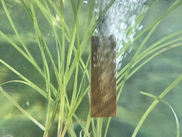 Lindenholzausströmer im Aquarium mit feinen Luftblasen zur Sauerstoffversorgung