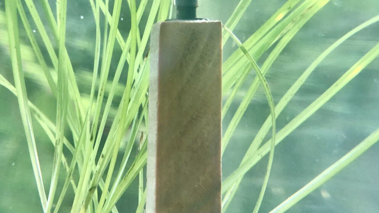 Lindenholzausströmer im Aquarium zur sanften Belüftung ohne aktive Luftblasen