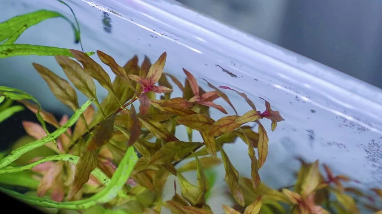 Aquariumpflanzen richtig dngen  Anleitung, Dnger & Zielwerte