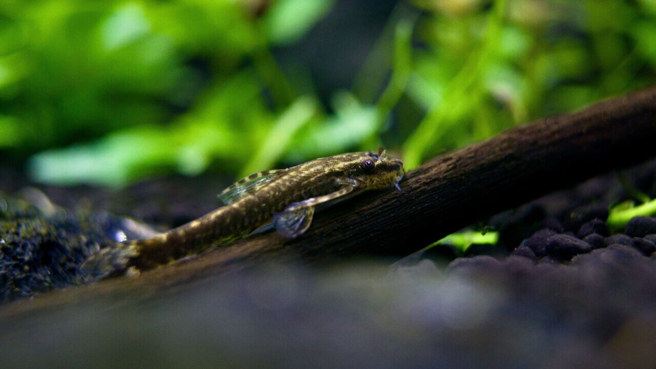 Algenfressender brauner Ohrgitterharnischwels auf Holz im Aquarium vor grünen Wasserpflanzen