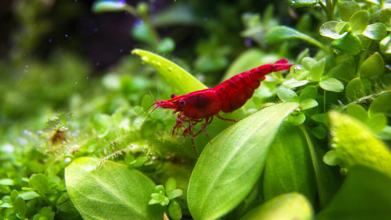 Rote Zwerggarnele (Neocaridina) auf Aquarienpflanzen in einem bepflanzten Aquarium