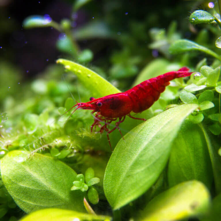 Rote Zwerggarnele (Neocaridina) auf Aquarienpflanzen in einem bepflanzten Aquarium