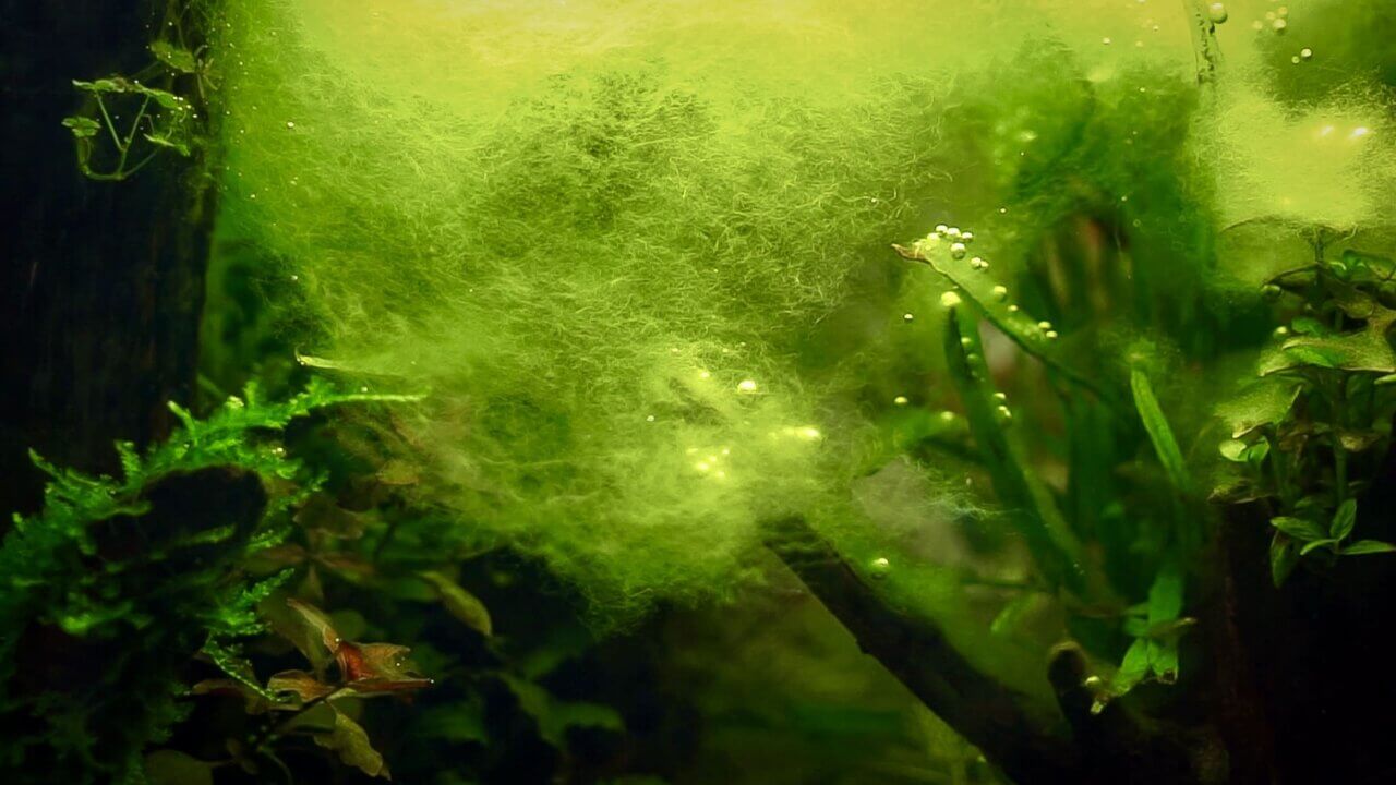 Starker Befall von Fadenalgen durch zu viel Licht im Aquarium