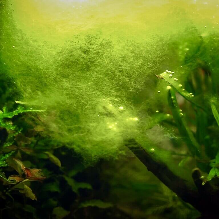 Starker Befall von Fadenalgen durch zu viel Licht im Aquarium