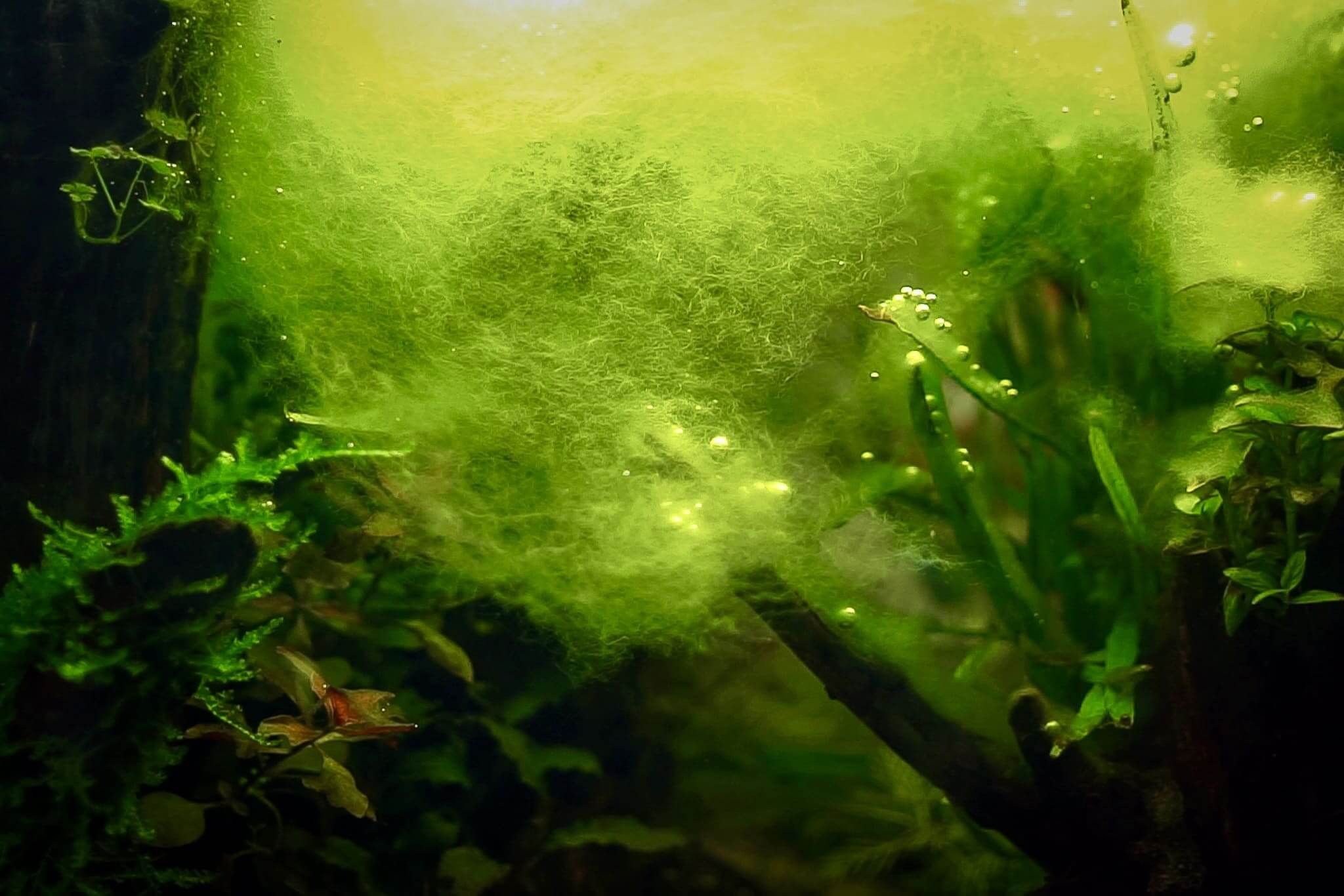 Starker Befall von Fadenalgen durch zu viel Licht im Aquarium