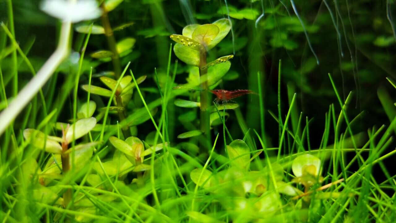 Junge Zwerggarnele in einem dicht bepflanzten Aquarium mit feinen Wasserpflanzen