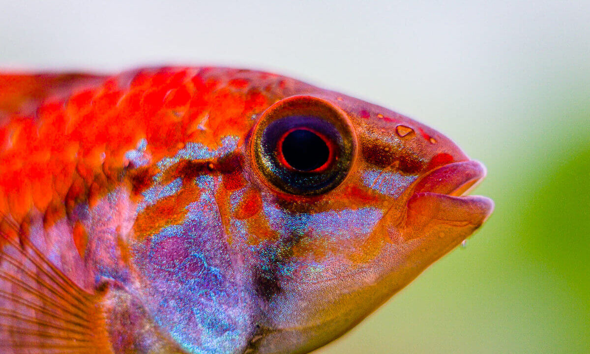 Detailaufnahme des Kopfes von Apistogramma macmasteri