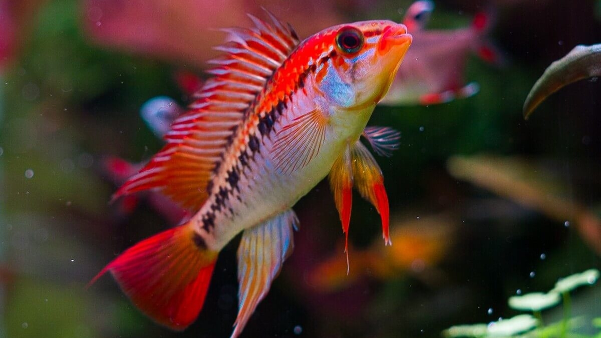 Farbenprächtiges Apistogramma macmasteri Männchen im Aquarium