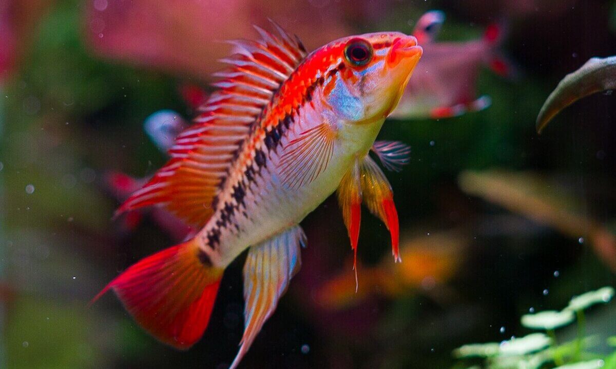 Farbenprächtiges Apistogramma macmasteri Männchen im Aquarium
