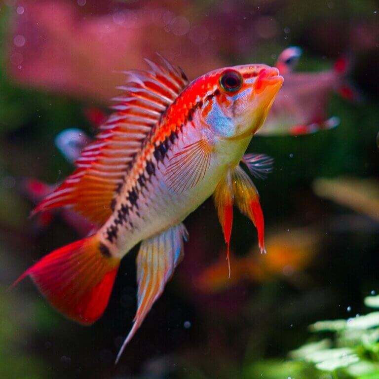 Farbenprächtiges Apistogramma macmasteri Männchen im Aquarium