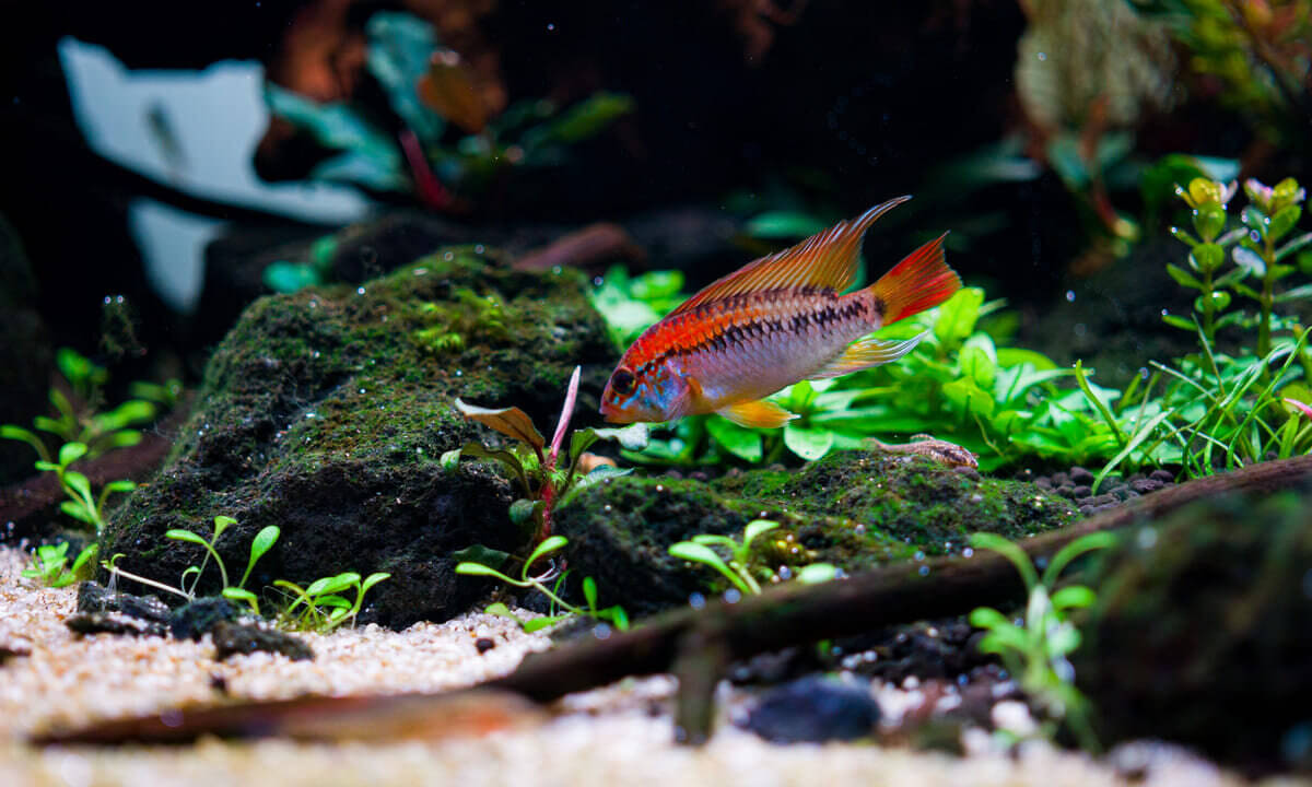 Apistogramma macmasteri in naturnah eingerichteten Aquarium