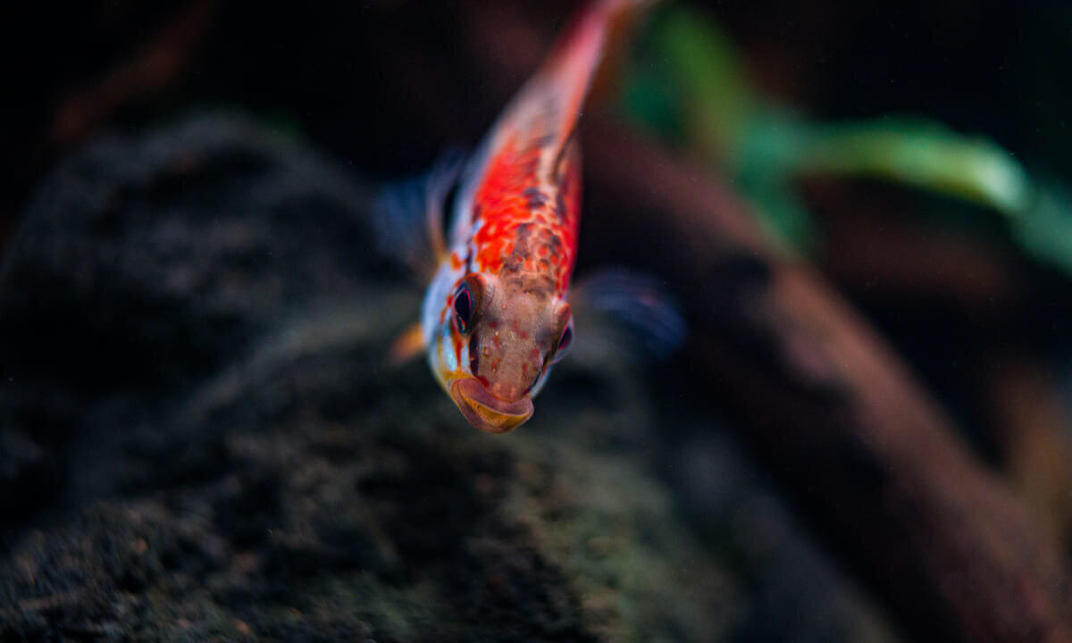 Apistogramma macmasteri (Villavicencio-Zwergbuntbarsch) frontal im Aquarium