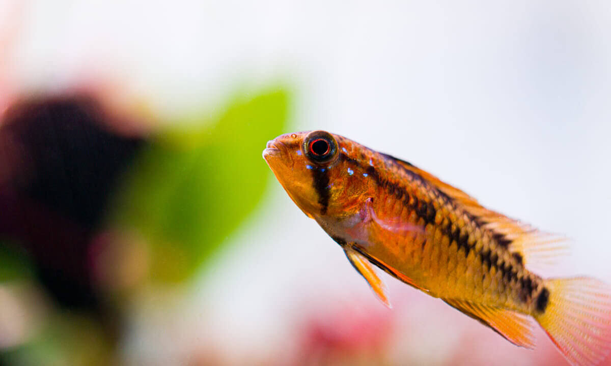 Apistogramma macmasteri Weibchen im Aquarium