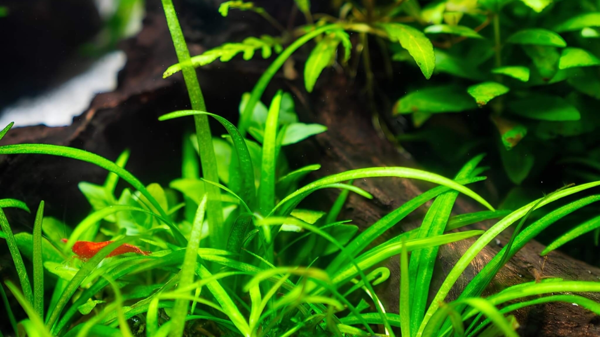 Gesundes Pflanzenaquarium mit submers wachsenden Aquarienpflanzen