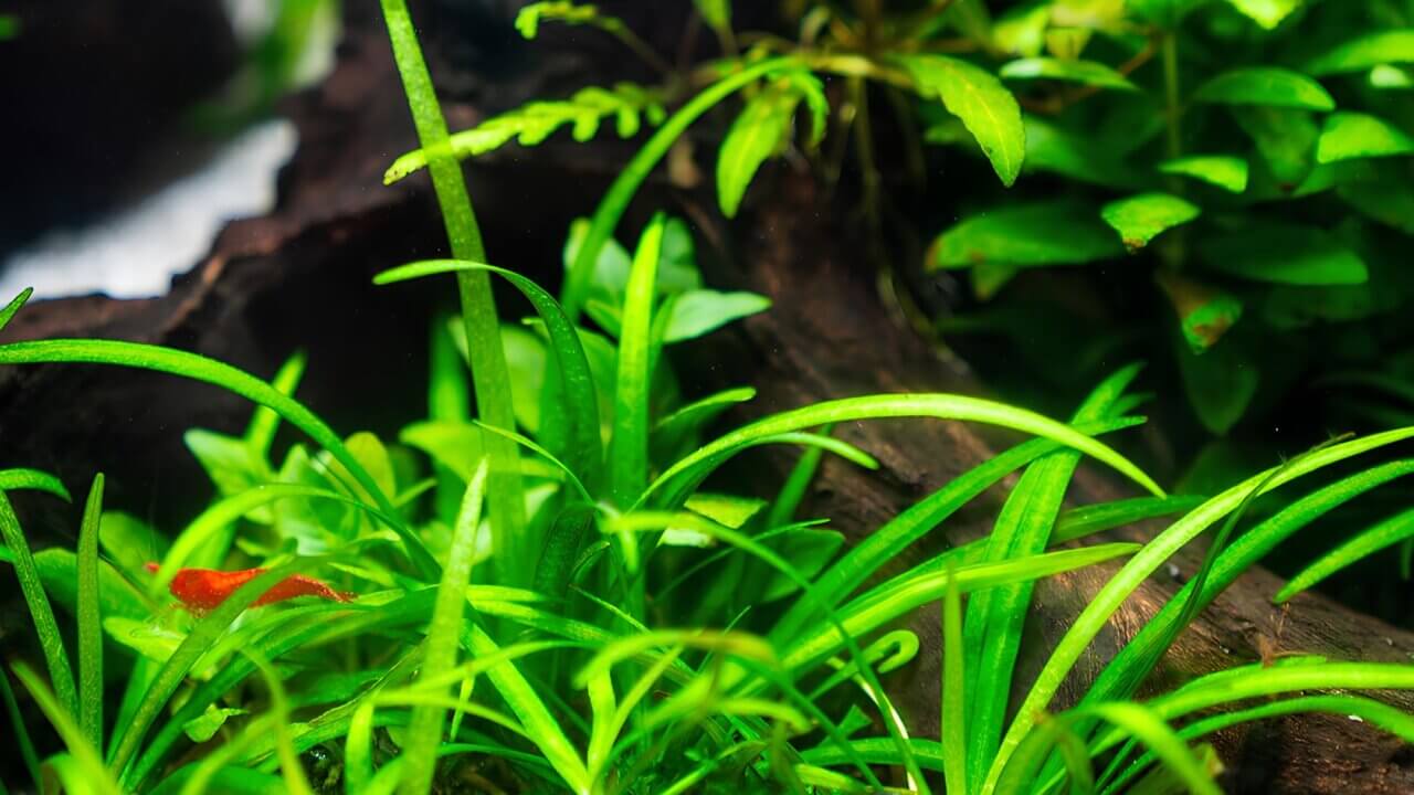 Gesundes Pflanzenaquarium mit submers wachsenden Aquarienpflanzen