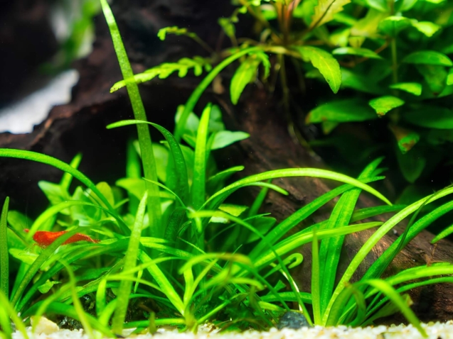 Gesundes Pflanzenaquarium mit submers wachsenden Aquarienpflanzen