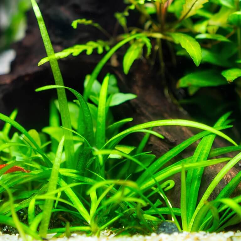 Gesundes Pflanzenaquarium mit submers wachsenden Aquarienpflanzen