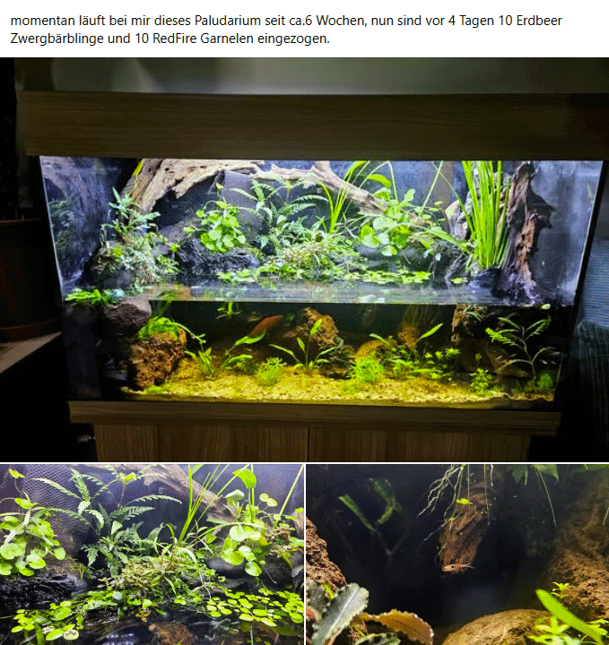 Mitglied zeigt sein bepflanztes Paludarium in einer aktiven Aquaristik Community