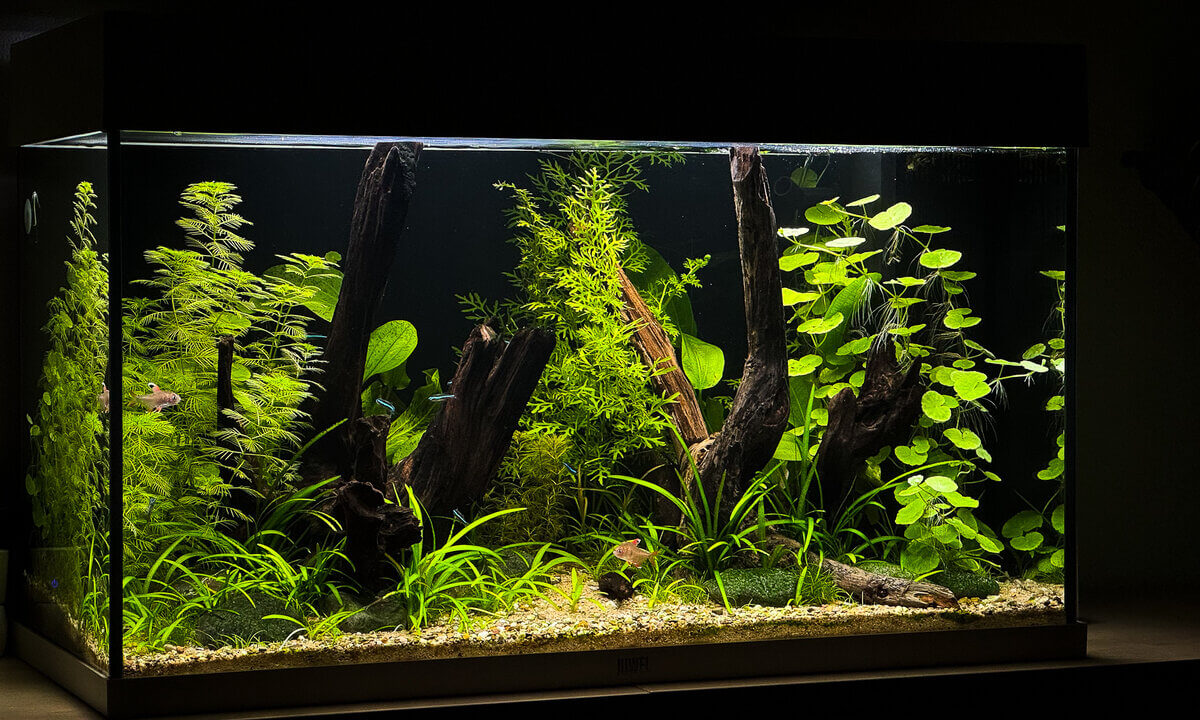 Natürlich eingerichtetes Süßwasseraquarium als Beispiel für ein anfängerfreundliches Aquarium
