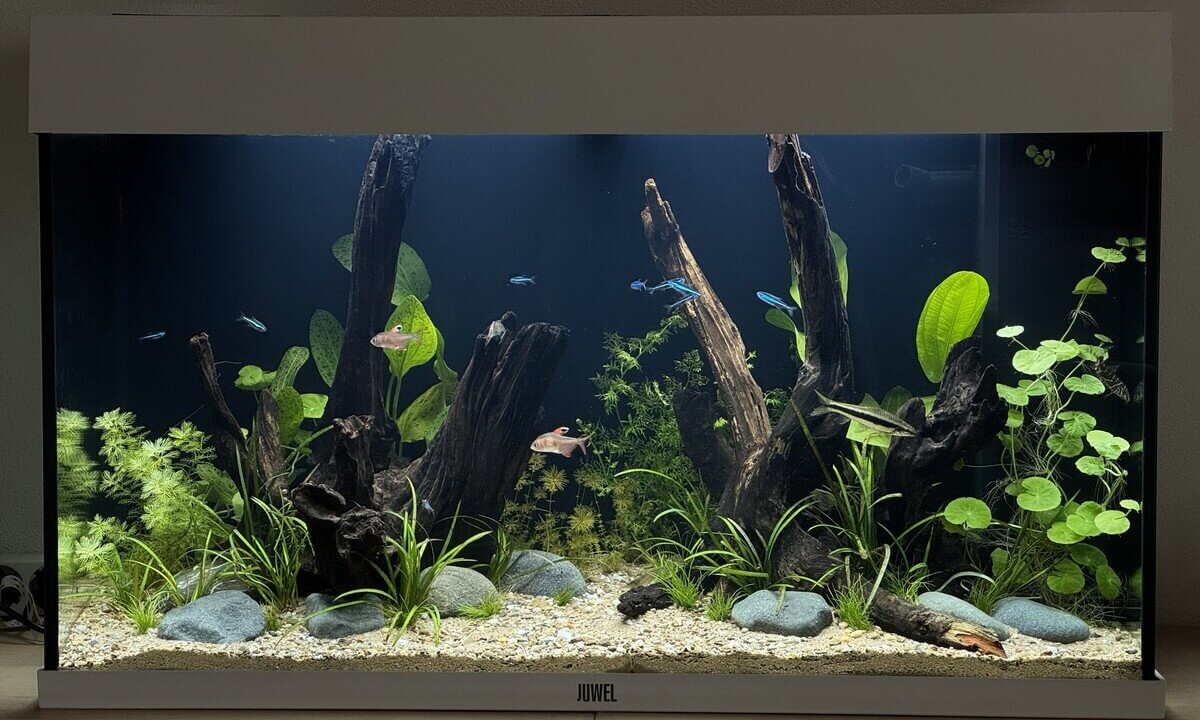 Pflanzenaquarium mit Wurzeln und deutlich klarem Wasser nach Einsatz von Purigen