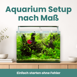 Individuelles Aquarium Setup nach Maß für Anfänger mit bepflanztem Aquarium
