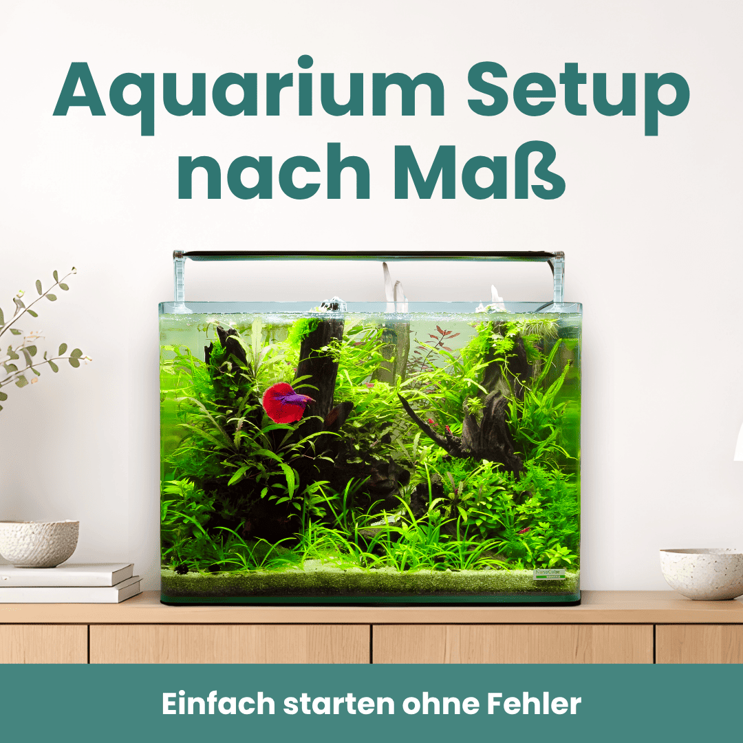 Individuelles Aquarium Setup nach Maß für Anfänger mit bepflanztem Aquarium