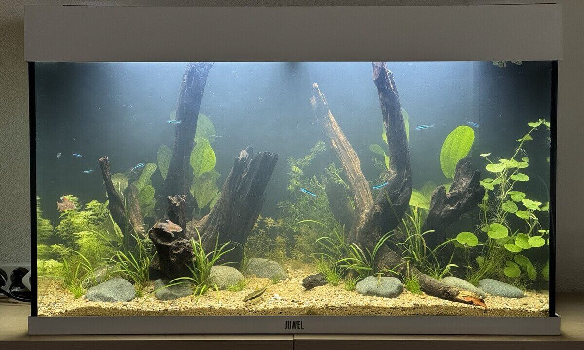 Pflanzenaquarium mit Wurzeln und milchig-trübes Wasser