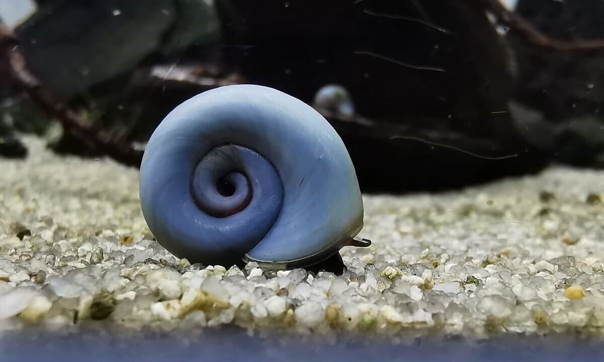Posthornschnecke mit blauem Gehäuse auf dem Bodengrund im Aquarium