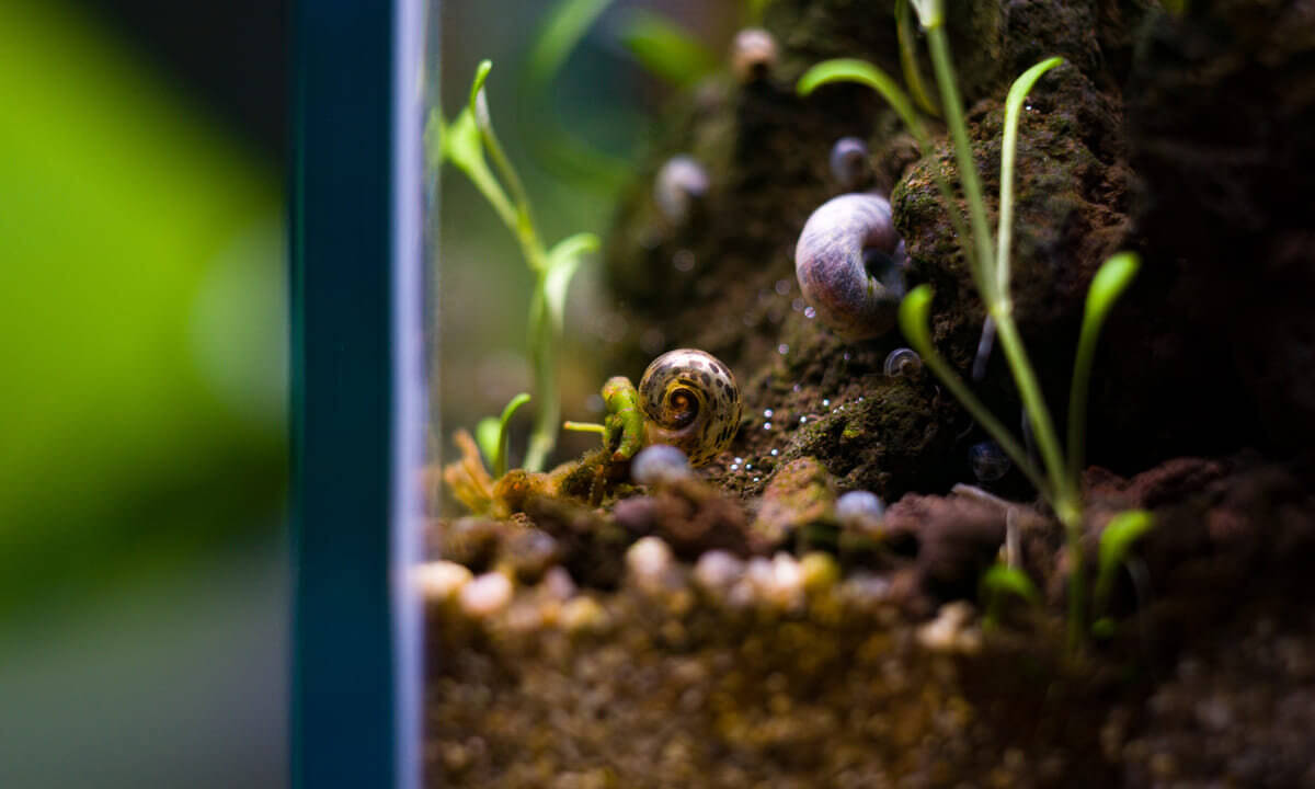 Braune Posthornschnecken im Aquarium
