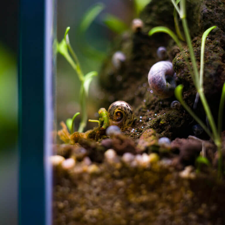 Braune Posthornschnecken im Aquarium