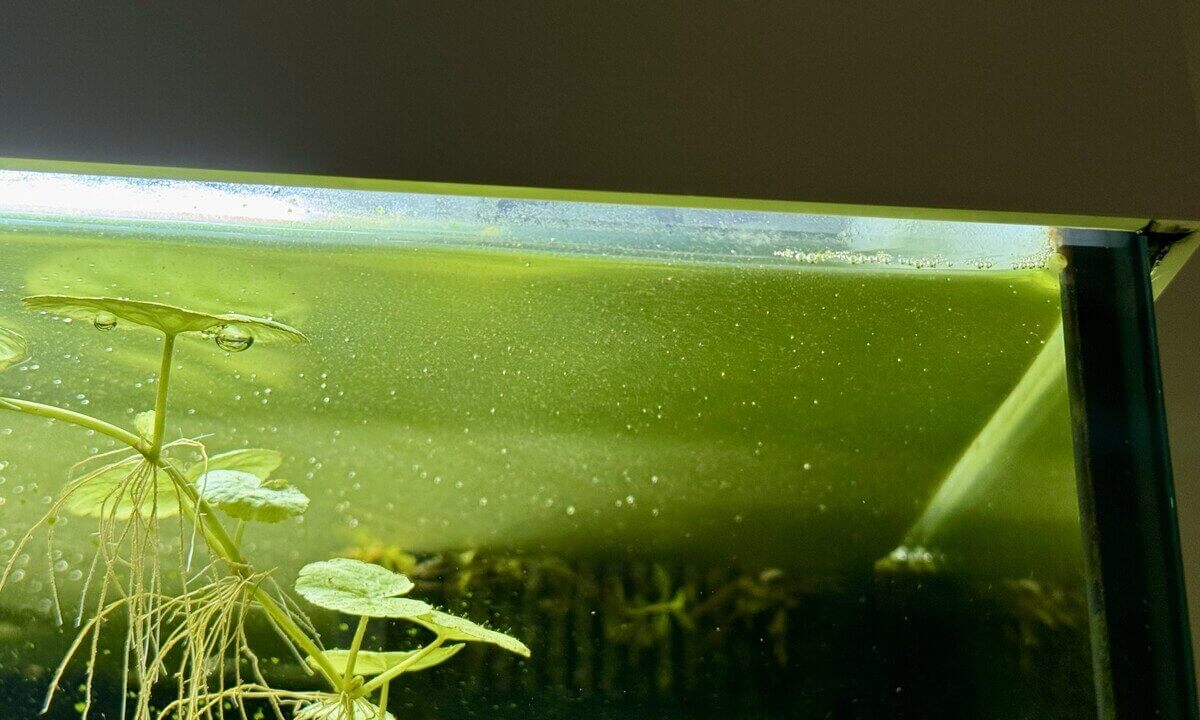 Grünliche Kahmhaut aus Algen auf der Wasseroberfläche im Aquarium