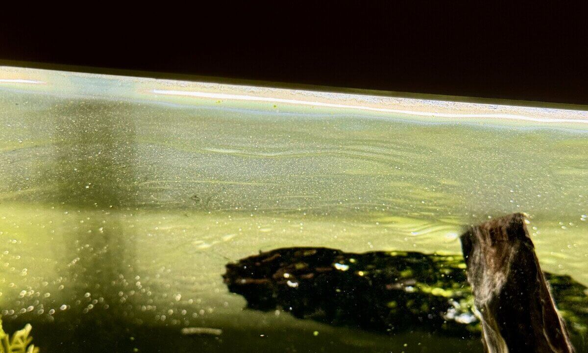Grünlicher Algenfilm an der Wasseroberfläche im Aquarium